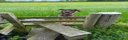 Mixed Breed dogs for adoption: Sammy needs an active home  in Chinnor - Advert 6