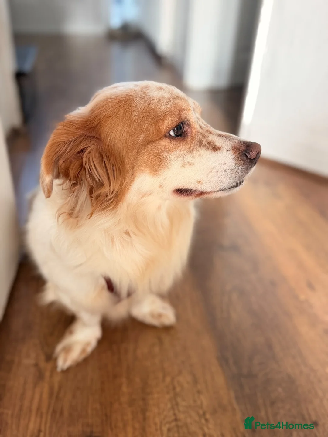 Kokoni dogs for adoption: 🤎 MEET HAZELNUT (FINDIK)! 🐾 - Advert 1