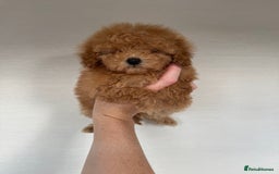 Toy Poodle dogs for sale: Extremely rare blue tiny Kc Reg Toy Poodle Puppy! - Image 23