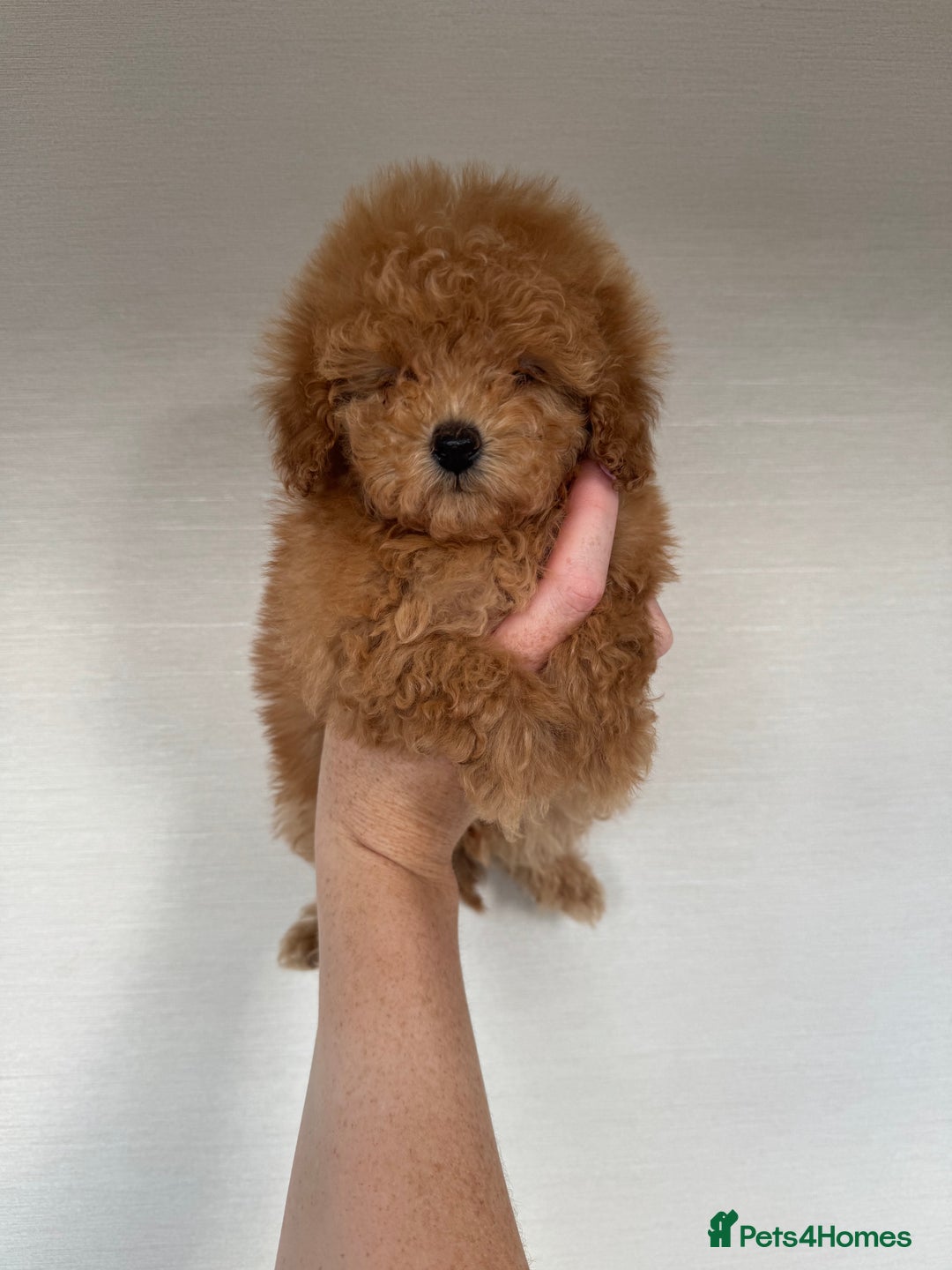 Toy Poodle dogs for sale: Extremely rare blue tiny Kc Reg Toy Poodle Puppy! - Image 23
