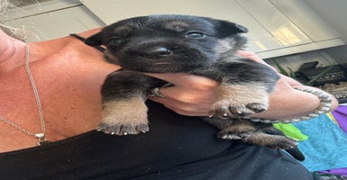 Mixed Breed dogs - Advert 7