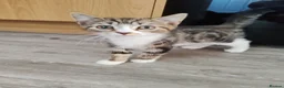 Mixed Breed cats for sale: ❤️❤️❤️ Adorable Kittens ❤️❤️❤️  - Advert 21