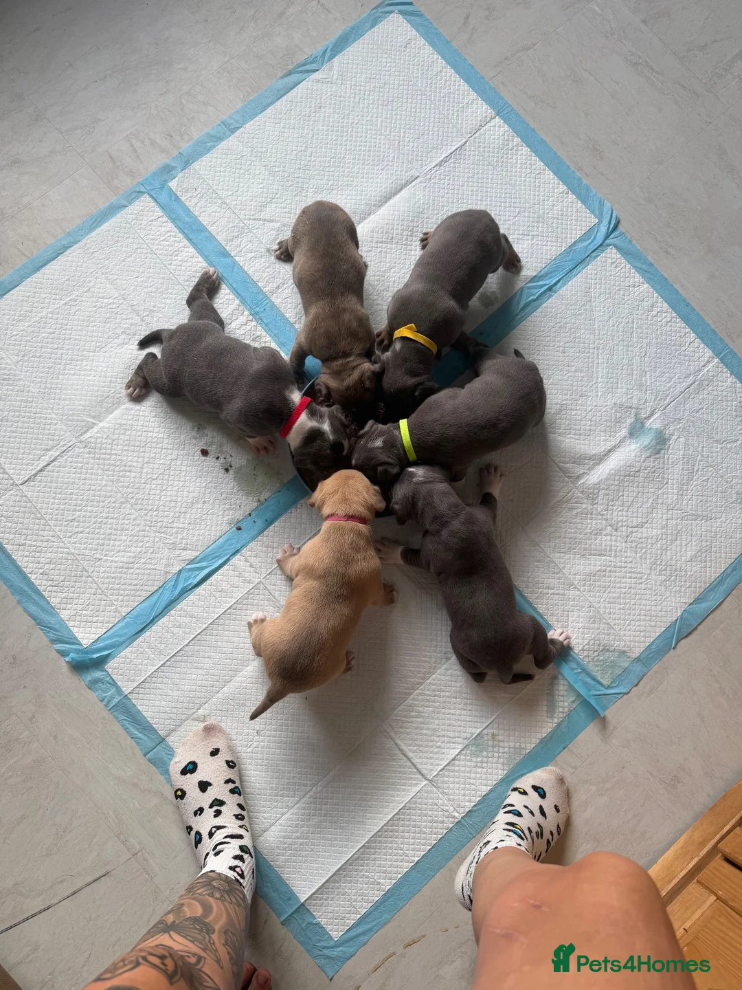 Mixed Breed dogs for sale: Mastiff x Staffy x American Bulldog in Milford Haven - Advert 2