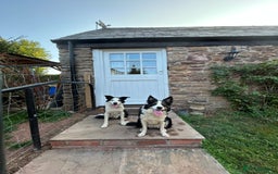 Border Collie dogs for sale: Border collie puppies - Image 11