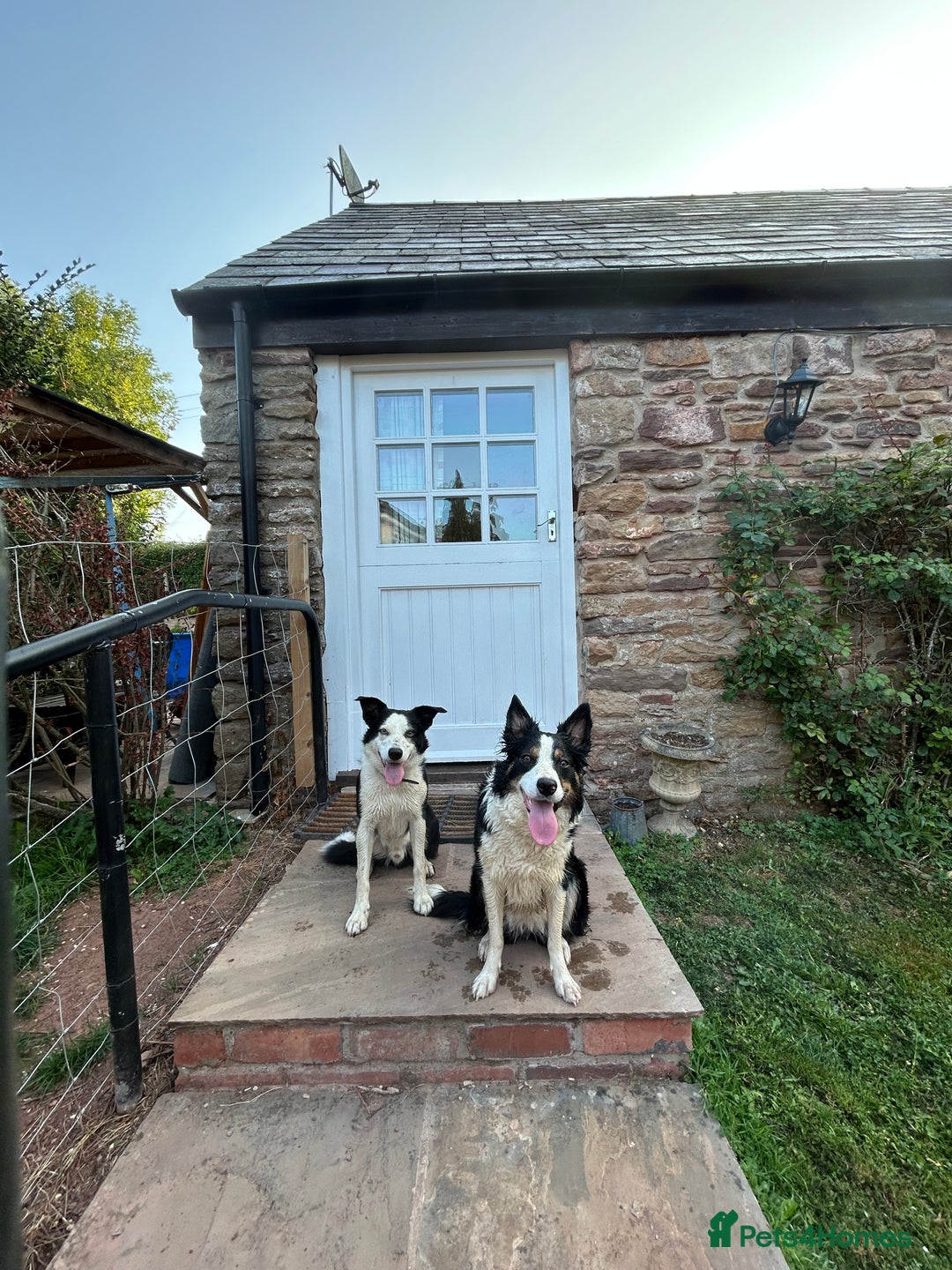 Border Collie dogs for sale: Border collie puppies - Image 11