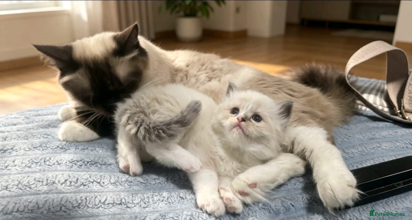 Ragdoll cats Stunning ragdoll babies  - Advert 18