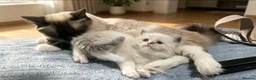 Ragdoll cats for sale: Stunning ragdoll babies - Advert 2