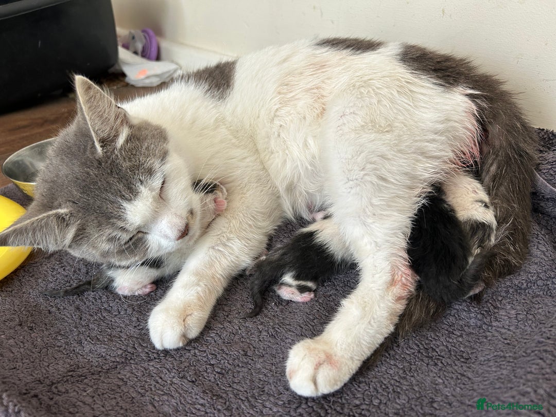 Mixed Breed cats for sale: Beautiful kittens available  - Image 1