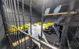 Budgerigars birds for sale: Lovely Group of Budgies  - Image 21