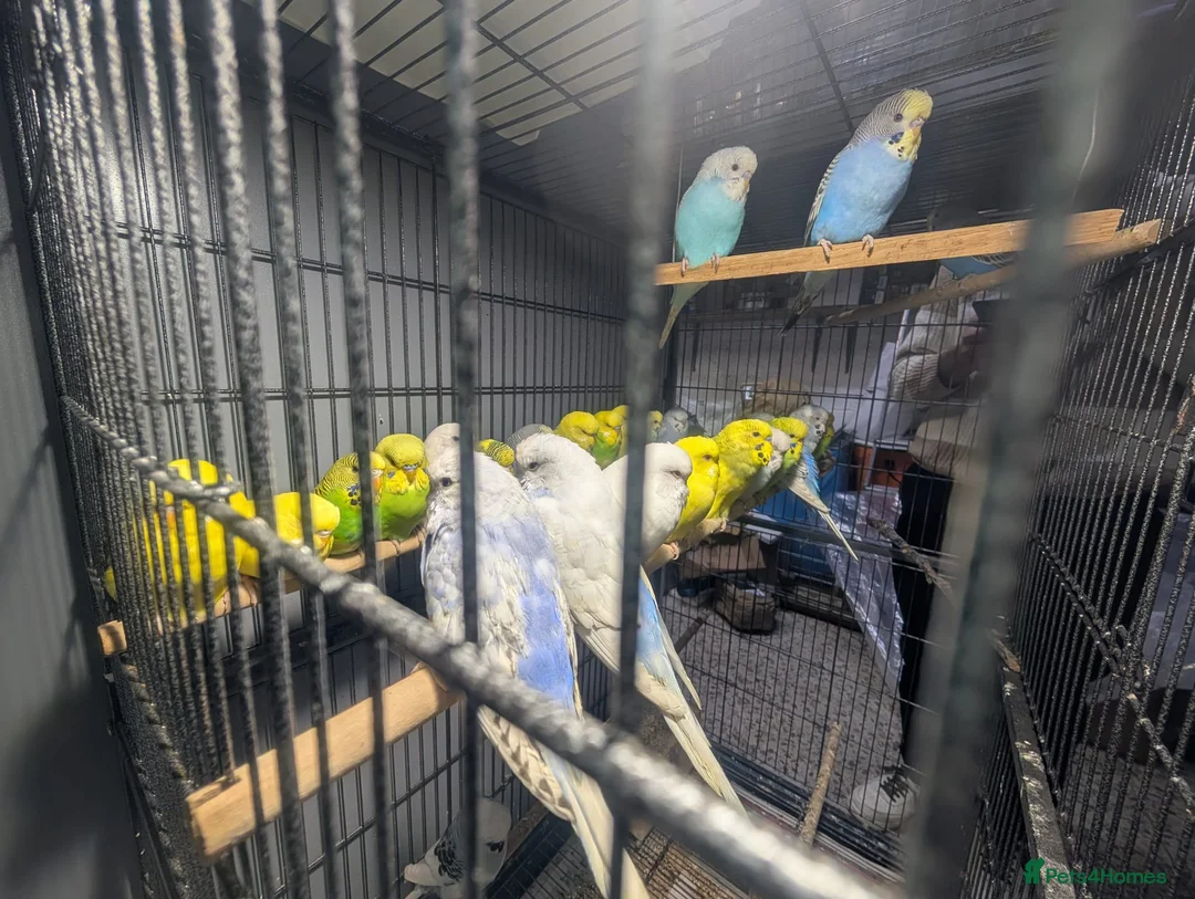 Budgerigars birds for sale: Lovely Group of Budgies  - Advert 21