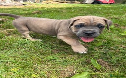 Cane Corso dogs for sale: Beautiful cane Corso puppies  - Image 14