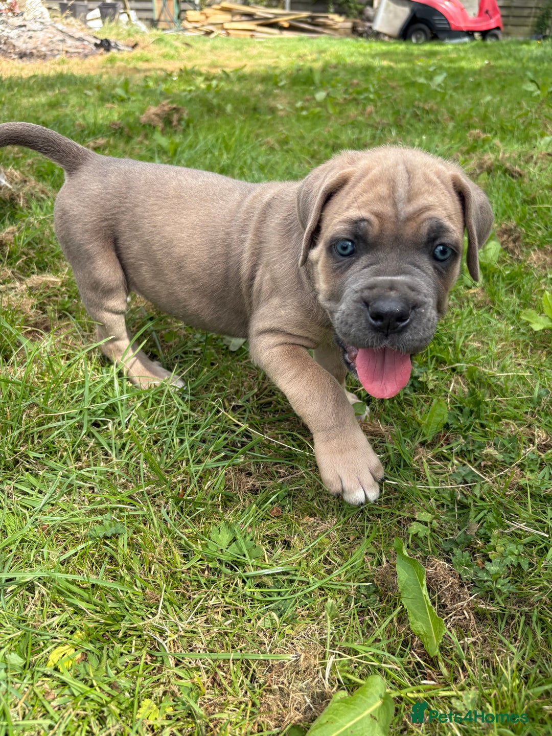 Cane Corso dogs for sale: Beautiful cane Corso puppies  - Image 14