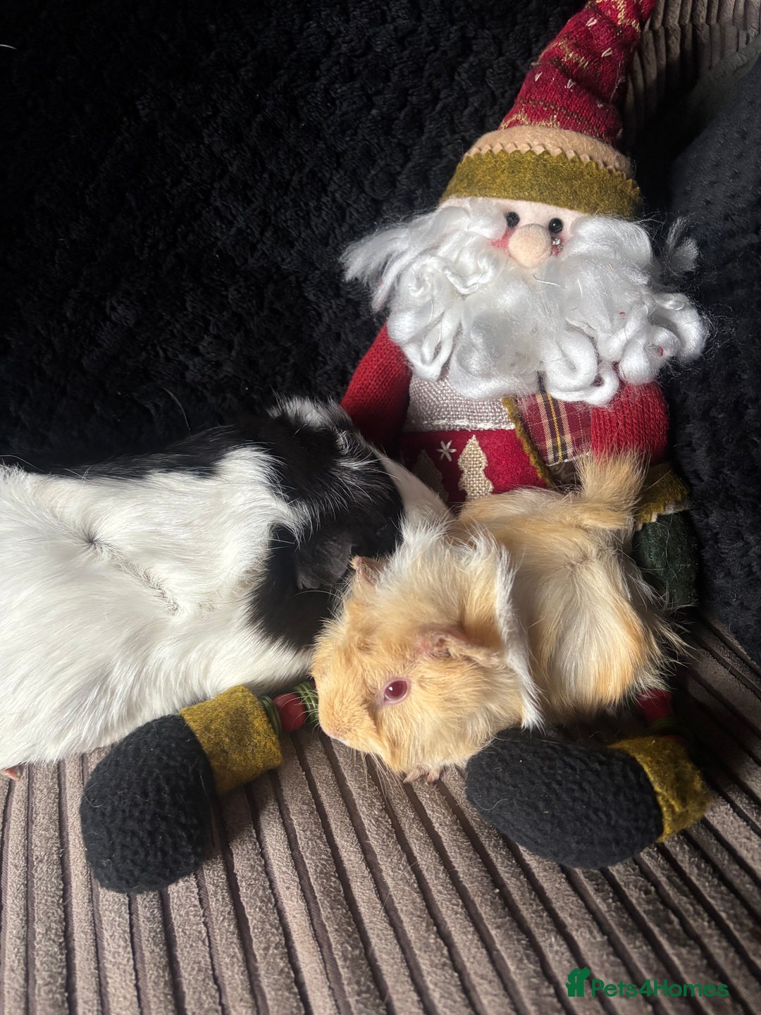 Guinea Pig rodents for sale: 2 beautiful funky girls - Advert 13