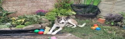 Mixed Breed dogs for adoption: Meet Fred, currently residing in Bristol  in Bristol - Advert 3