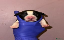 English Springer Spaniel dogs for sale: English springer spaniel.Ready to leave 21/11/25 - Image 21