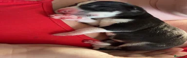 Mixed Breed 5