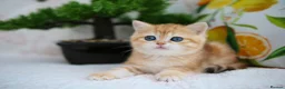 British Shorthair cats for sale: 💙British shorthair kittens ready now💙 - Advert 18