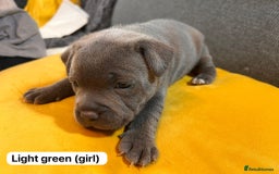Staffordshire Bull Terrier dogs for sale:   Champion-KC.Reg.Blue Staffordshire Bull Terrier  - Image 34