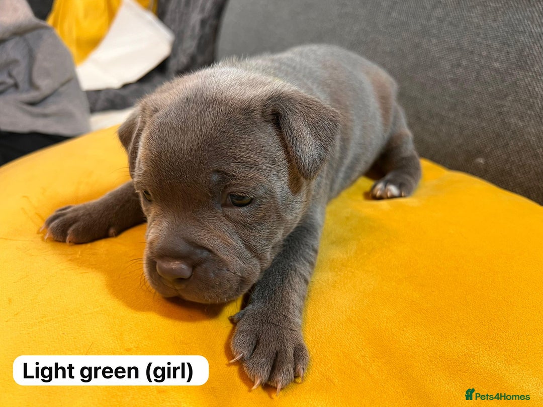 Staffordshire Bull Terrier dogs for sale:   Champion-KC.Reg.Blue Staffordshire Bull Terrier  - Image 34