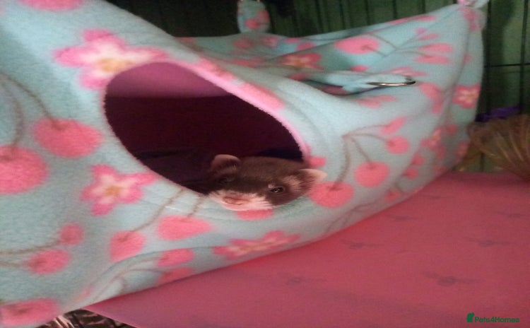 Ferret rodents - Advert 2