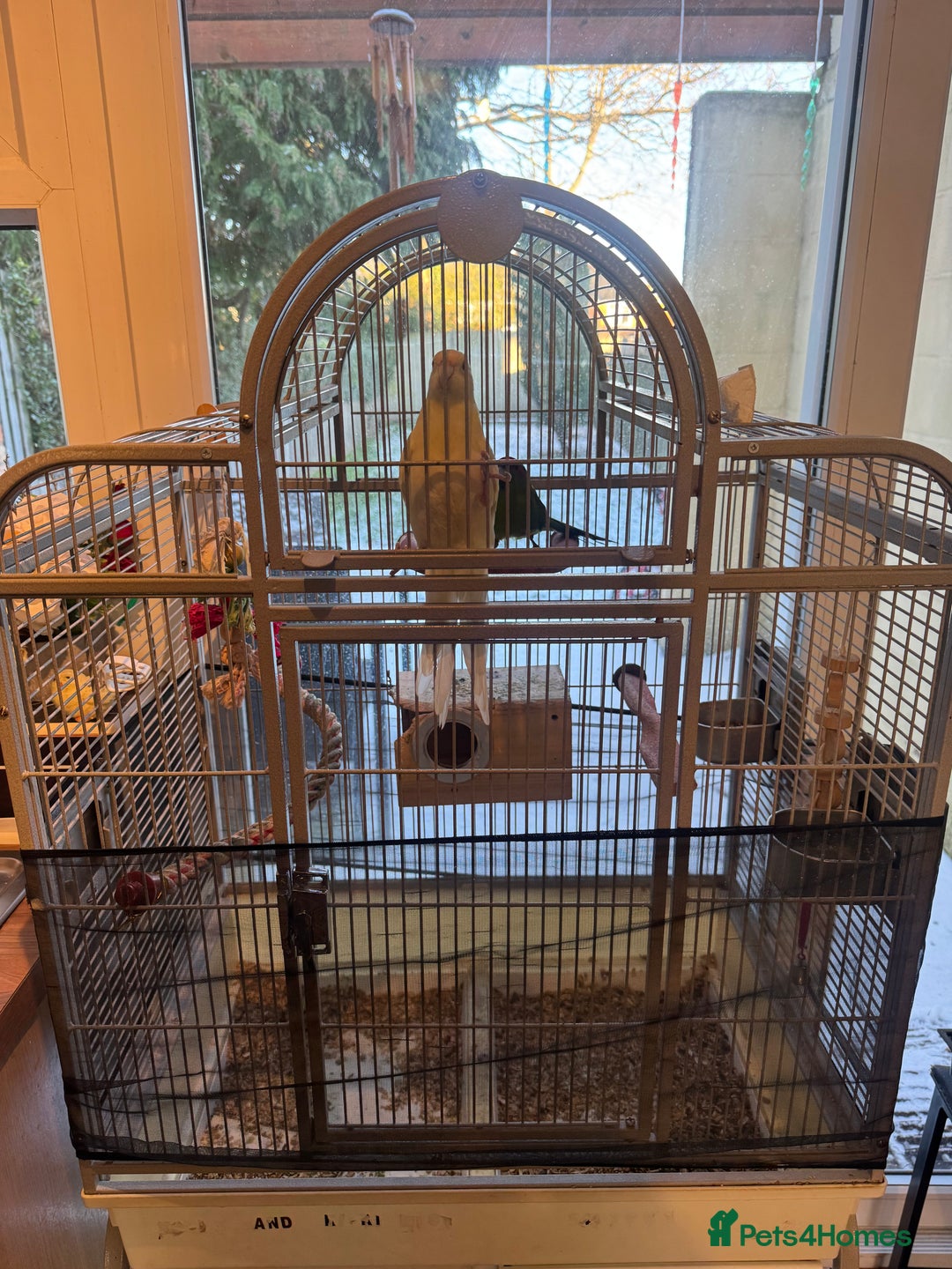 Cockatiels birds for sale: Kakrikee  - Advert 1