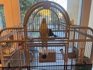 Cockatiels birds Kakrikee - Advert 12