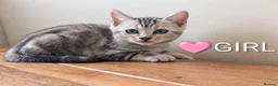 Bengal cats for sale: TICA Registered Bengal Kittens|Health Tested ❤️ - Advert 7