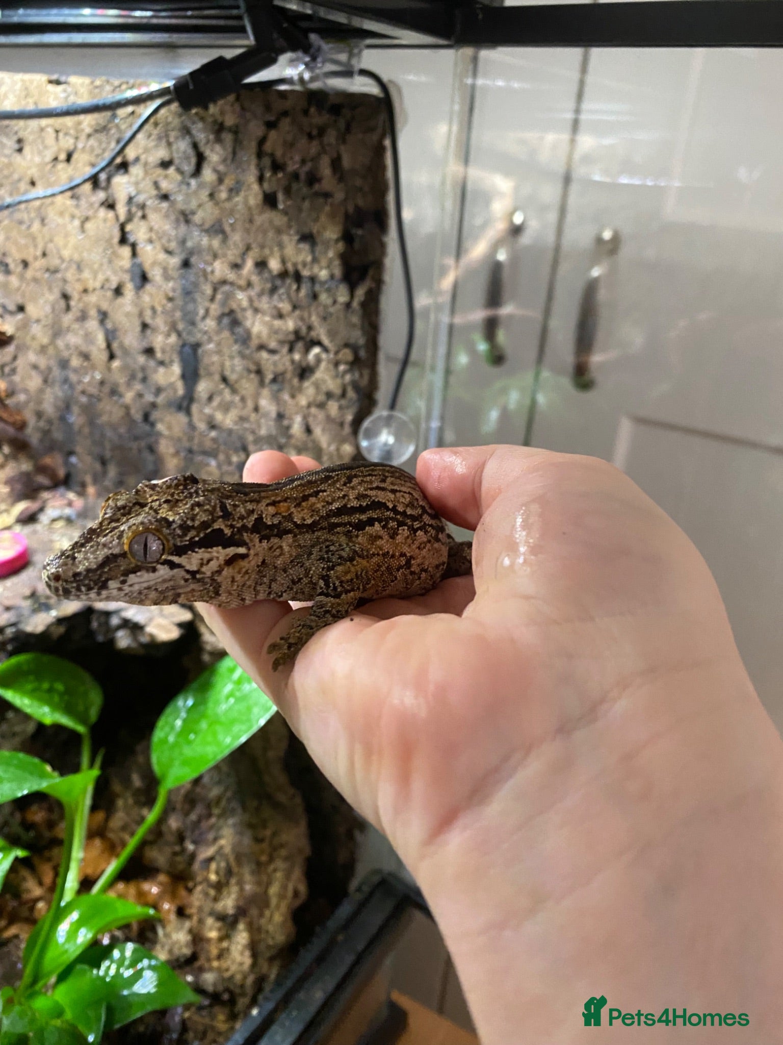 Gecko reptiles Make Gargolye Gecko and Bioactive Set Up - Advert 3