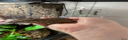 Gecko reptiles for sale: Make Gargolye Gecko and Bioactive Set Up in Wrexham - Advert 1