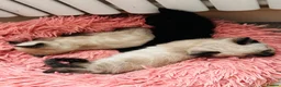 Mixed Breed cats for sale: 😻BEAUTIFUL KITTENS😻 - Advert 5