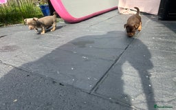 Jack Russell dogs for sale: 🐾 Adorable Jack Russell Puppies for Sale! 🐾 - Image 11