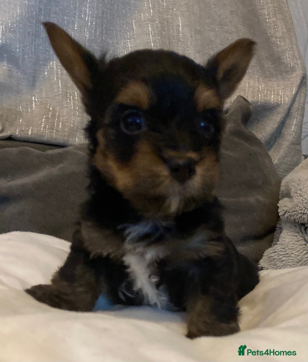 Mixed Breed dogs for sale: Biewer Yorkshire Terrier puppies for sale - Image 8