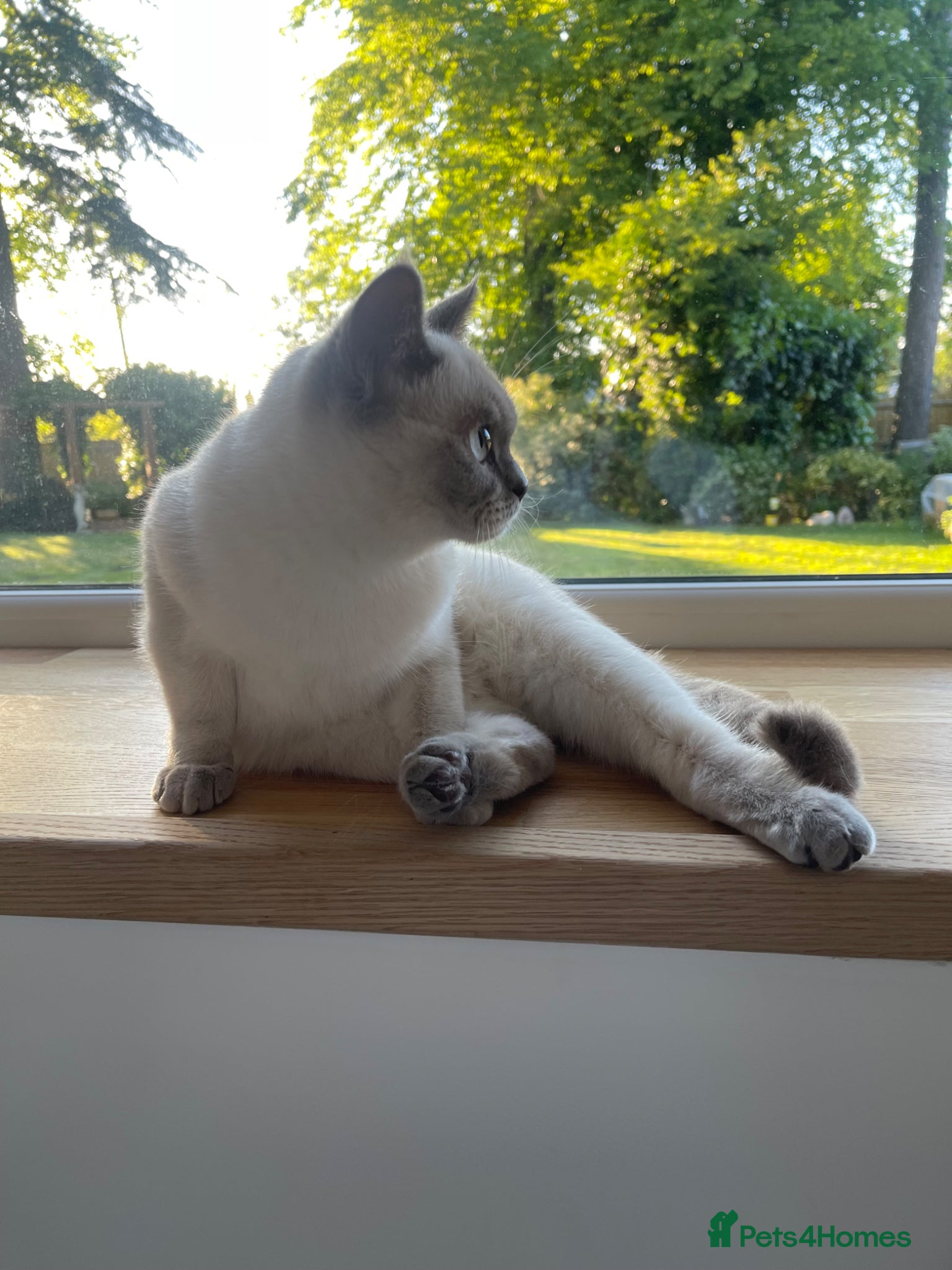 British Shorthair cats GCCF ACTIVE LILAC COLOURPOINT FEMALE  - Advert 1