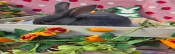 Mini Lop rabbits for sale: Mini lop smokey bkue grey otter in Manchester - Advert 7