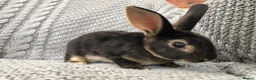 Rex rabbits for sale: Pure breed velvet mini and standard Rex rabbits - Advert 18