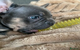 French Bulldog dogs for sale: Adorable 7 week old frenchie puppies - Image 11