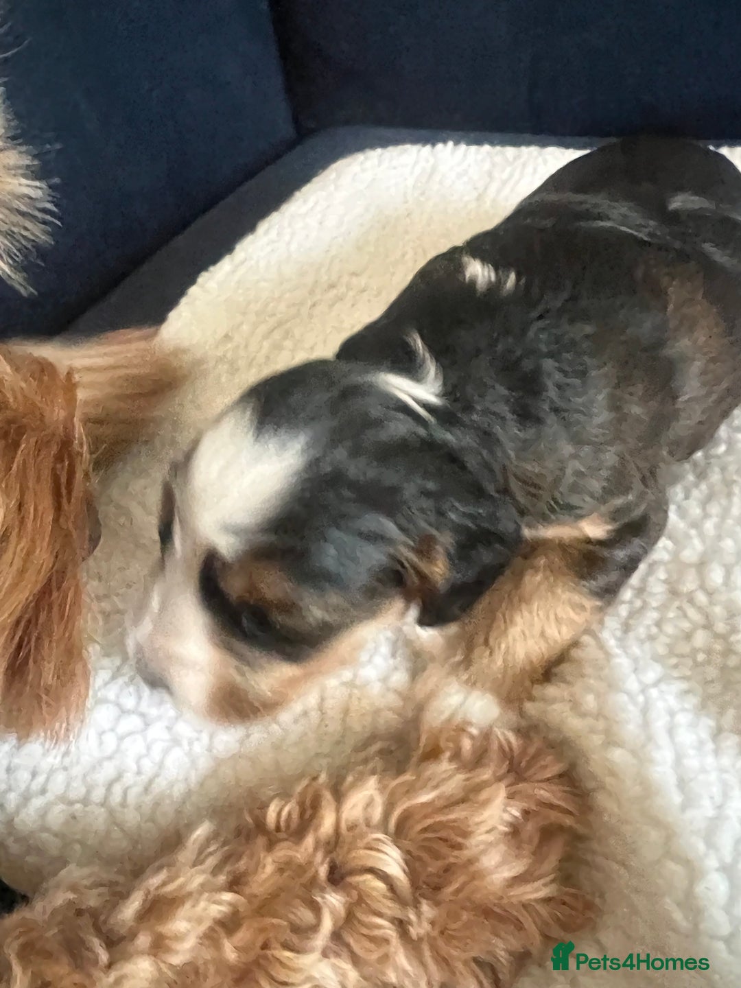 Cockapoo dogs for sale: Cockerpoo Male  - Image 7