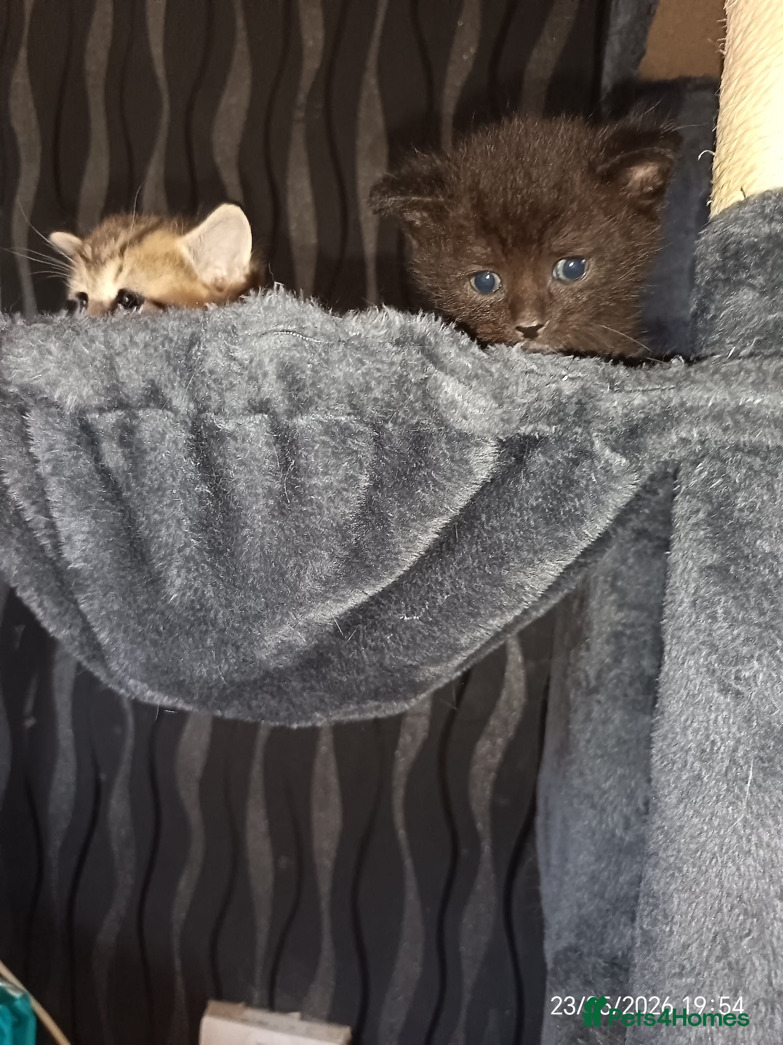 Mixed Breed cats 2 KITTENS available for GENUINE LOVING HOMES - Advert 5