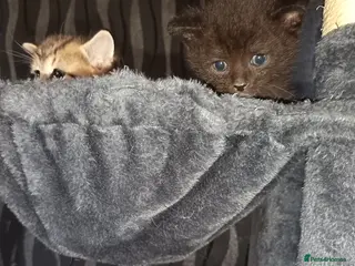 Mixed Breed cats 2 KITTENS available for GENUINE LOVING HOMES - Advert 5