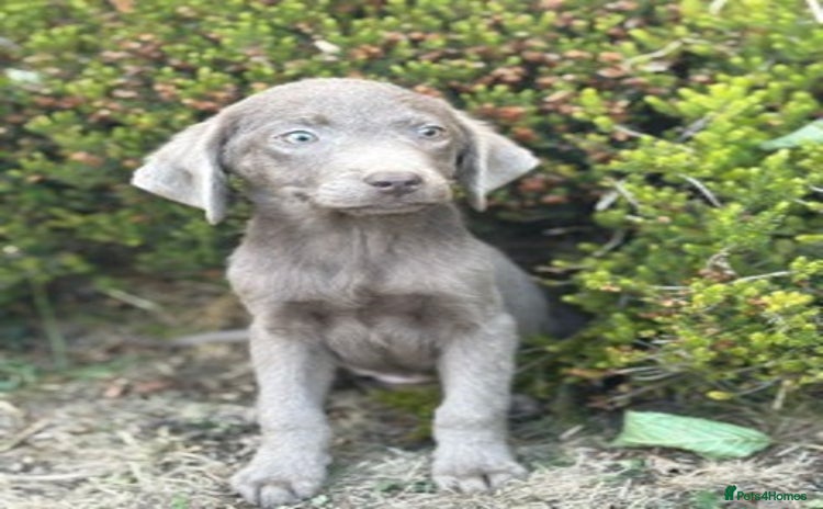 Labrador Retriever dogs - Advert 4