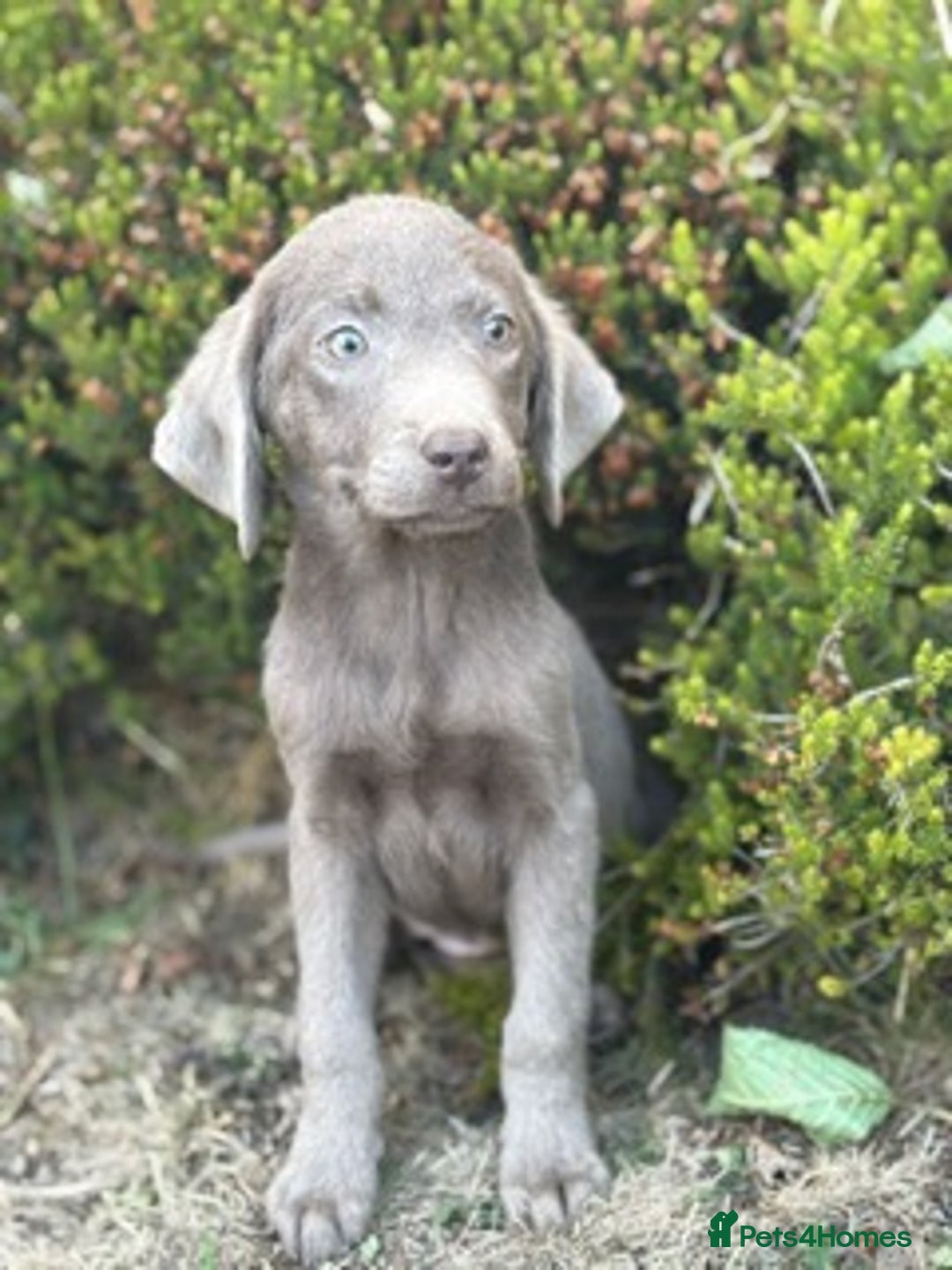 Labrador Retriever dogs for sale: Stunning sliver labradors  - Image 1