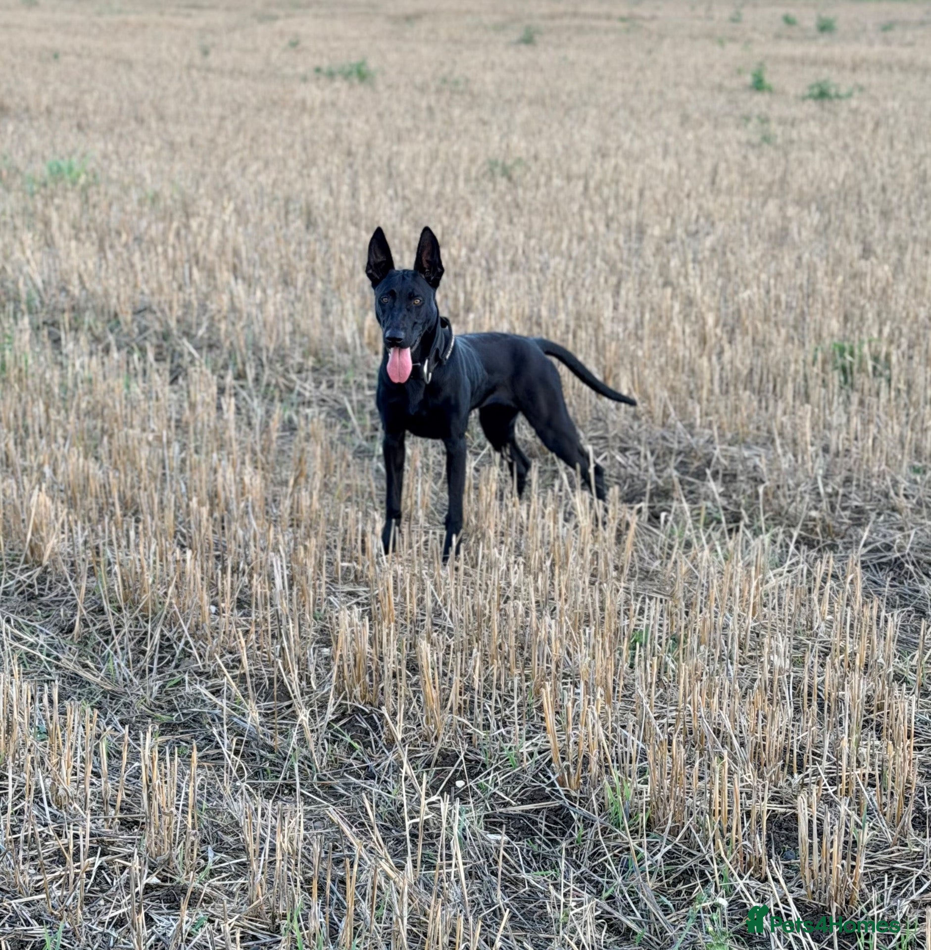 Mixed Breed dogs for sale: Belgian Malinois X Doberman - Advert 2