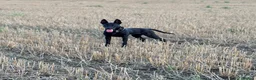 Mixed Breed dogs for sale: Belgian Malinois X Doberman in Margate - Advert 1