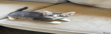 Tabby grey and white male blue collar 