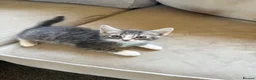 Mixed Breed cats for sale: Gorgeous grey and white fluffy kittens ready now  - Advert 35