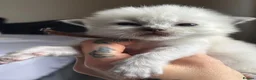 Ragdoll cats for sale: Beautiful TICA Ragdoll Kittens  - Advert 4