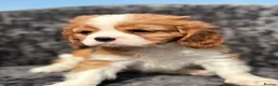 Cavalier King Charles Spaniel dogs for sale: Extensively health tested cavalier puppies  - Advert 28