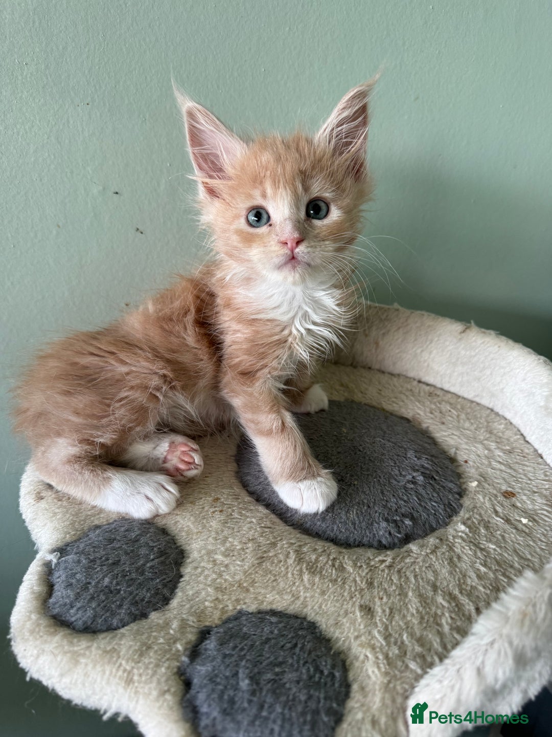 Maine Coon cats for sale: Pedigree Cream & White Bicolour Mainecoon kitten - Advert 3