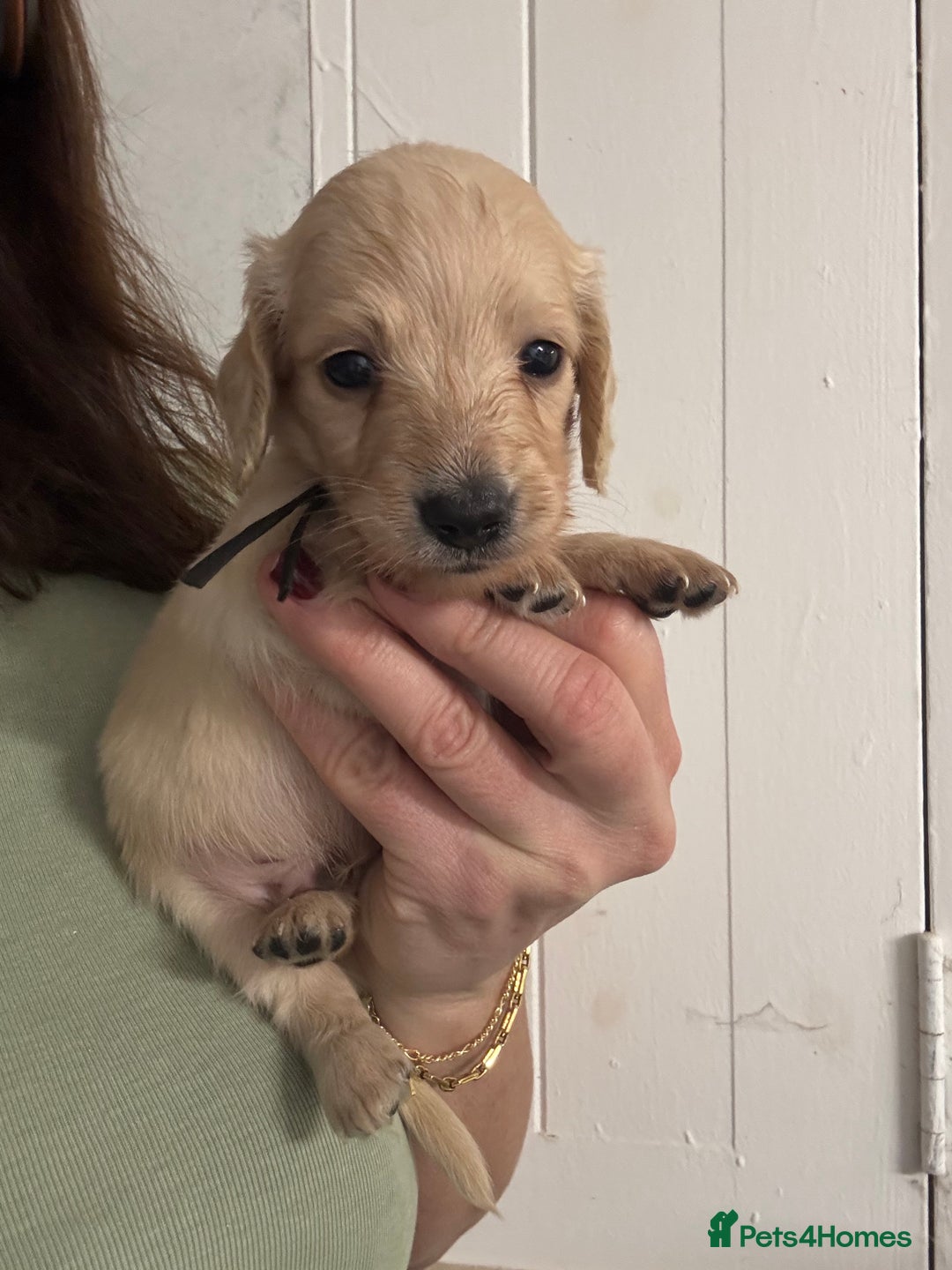 Miniature Dachshund dogs for sale: Miniature Dachshunds longhaired puppies - Advert 20