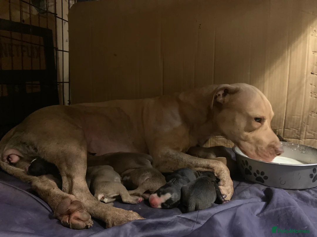 Mixed Breed dogs for sale: Staffy mastiff x bulldog bully - Advert 9